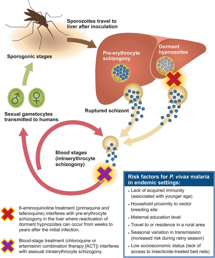 Plasmodium vivax in Children: Hidden Burden and Conspicuous Challenges, a Narrative Review | Infectious Diseases and Therapy Plasmodium Vivax In Children: Hidden Burden And Conspicuous Challenges, A Narrative Review | Infectious Diseases And Therapy