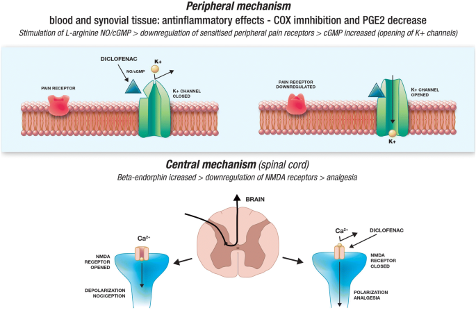 A Review of Chronic Musculoskeletal Pain: Central and Peripheral Effects of  Diclofenac | Pain and Therapy