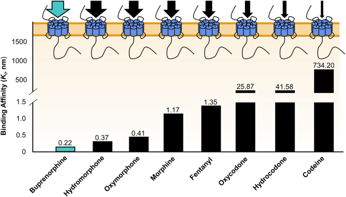 A Narrative Pharmacological Review of Buprenorphine: A Unique Opioid for  the Treatment of Chronic Pain | SpringerLink