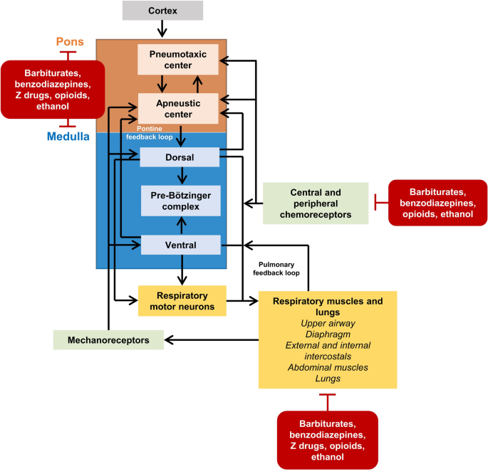 The Physiology And Maintenance Of Respiration A Narrative Review Springerlink