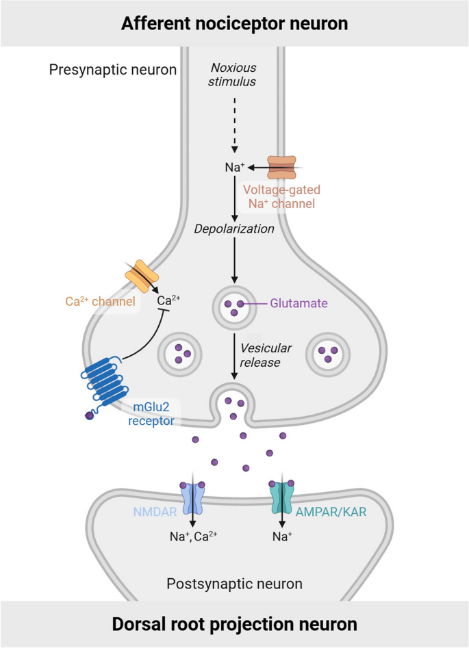 l carnitine side effects insomnia Acetyl-l-Carnitine in the Treatment of Peripheral Neuropathies: A Narrative  Review | Pain and Therapy