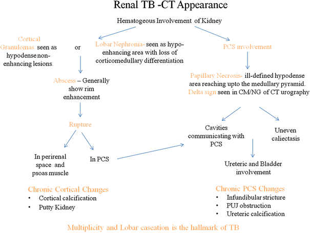 Multidetector Ct In Renal Tuberculosis Springerlink