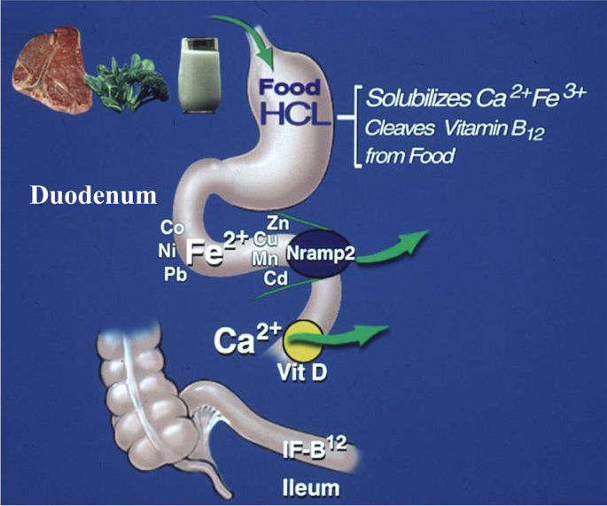 borderline hypertonia mi ez