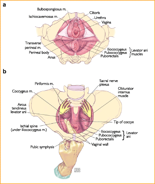 Spasm pc muscle Information on