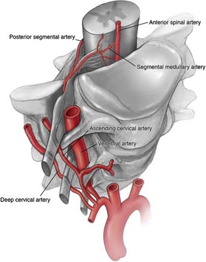 Cervical Ultrasound Utilization In Selective Cervical Nerve Root Injection For The Treatment Of Cervical Radicular Pain A Review Springerlink