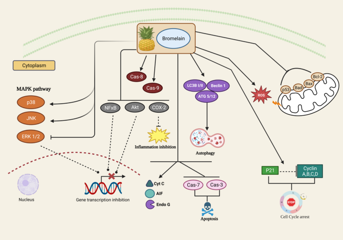 glutathione news 2025 october What happens when you stop taking glutathione?