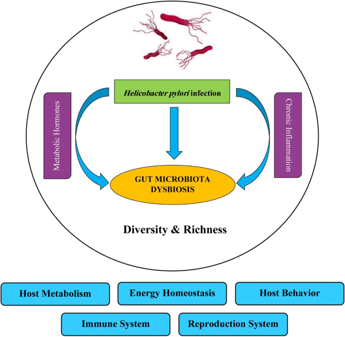 H pylori gut dysbiosis, Microbiom în materii fecale H pylori gut dysbiosis, H pylori dysbiosis