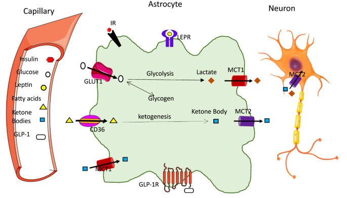 Review on the role of hypothalamic astrocytes in the neuroendocrine ...