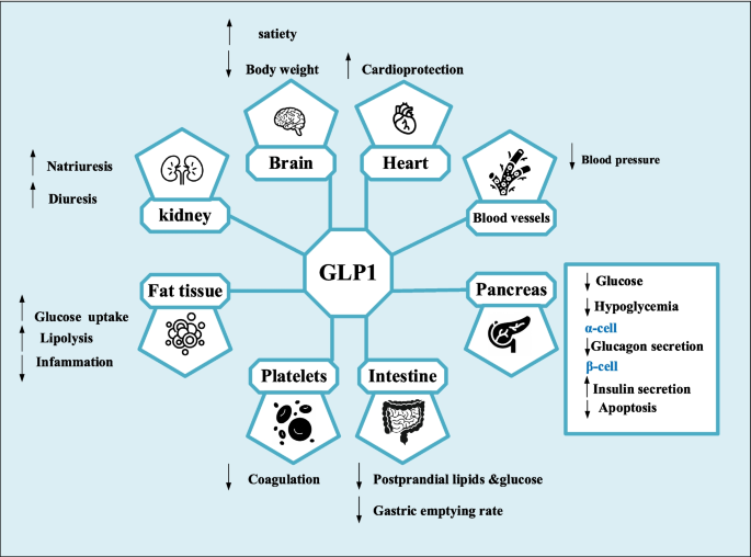 glp 1 drops are they safe The GLP-1 revolution: What UAB researchers are discovering about how these  drugs work