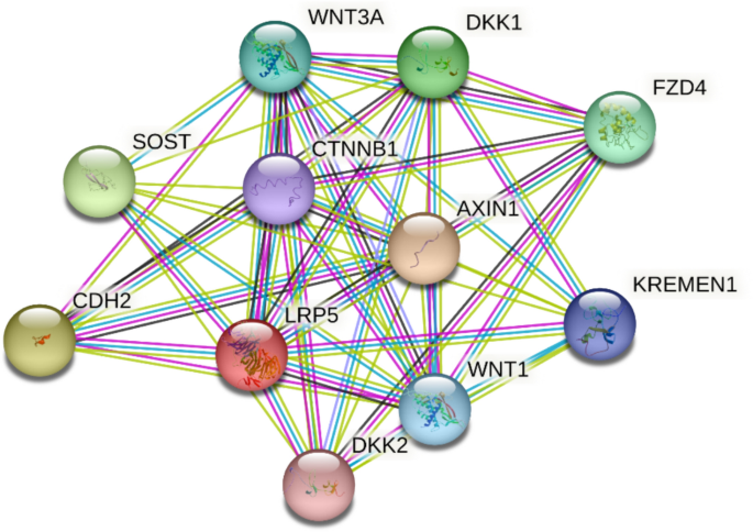 Genetic variants in the LRP5 gene associated with gain and loss of bone ...