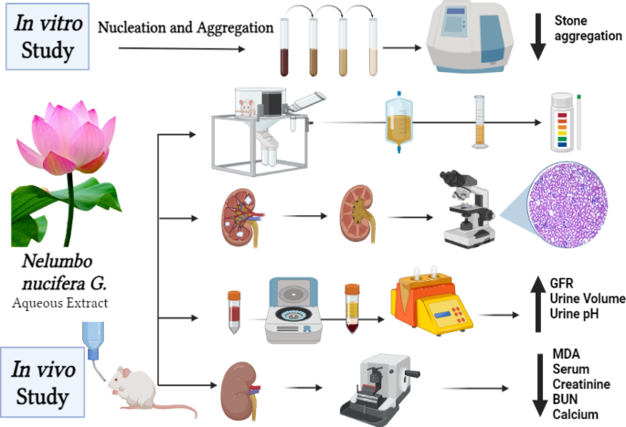 In vitro, in vivo and in silico investigations of inhibitory effect of ...