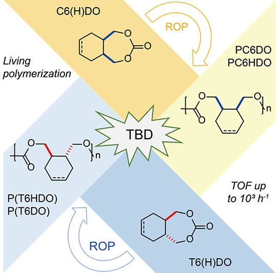 Well-controlled Organocatalytic Ring-opening Polymerization of Seven ...