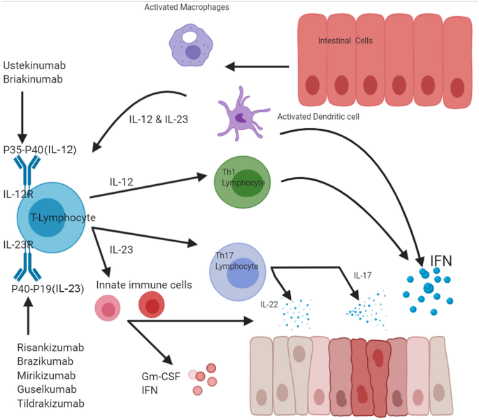 Clinical Trials Of Il 12 Il 23 Inhibitors In Inflammatory Bowel Disease Springerlink