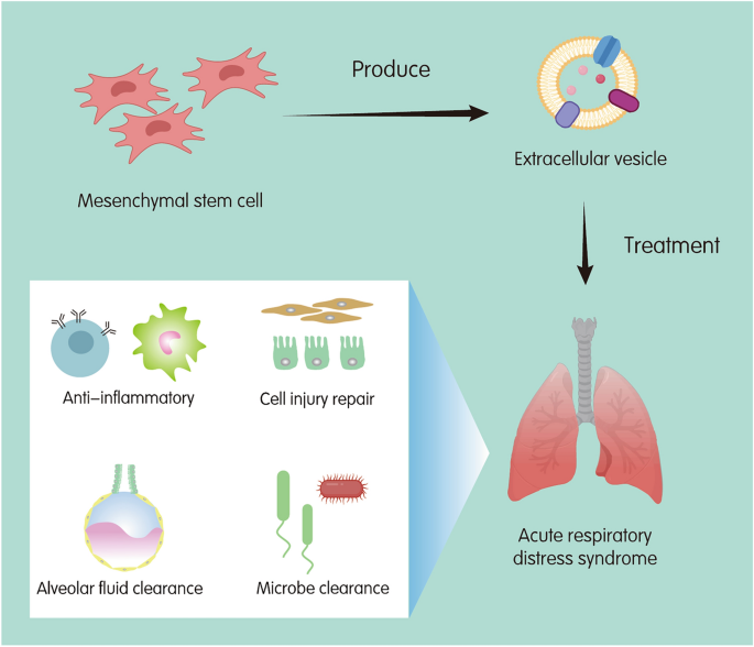 Mesenchymal stromal/stem cell-derived extracellular vesicles in tissue  repair: challenges and opportunities. - Abstract - Europe PMC