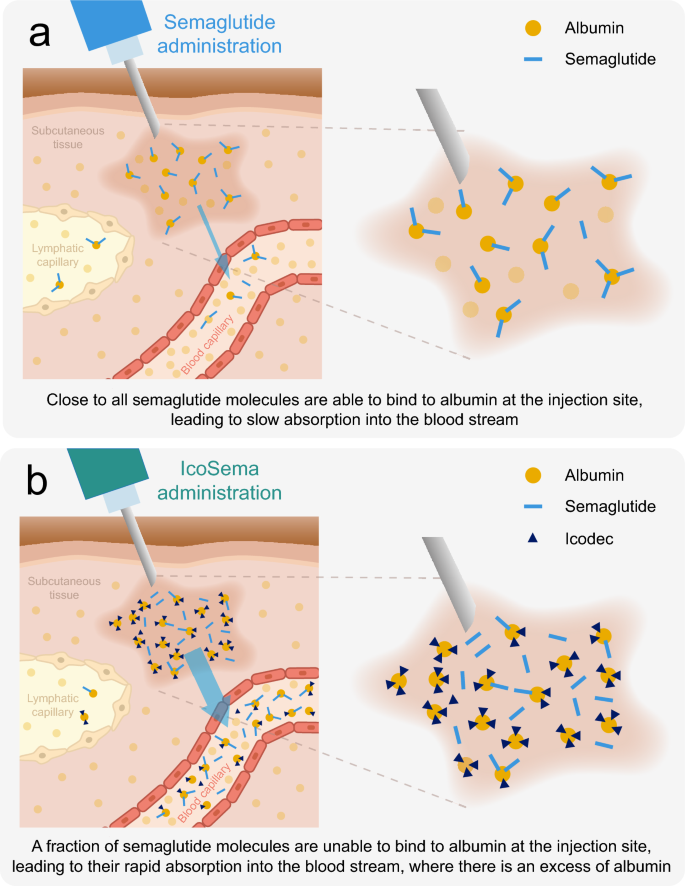 semaglutide albumin binding Pharmacokinetic Properties of a Once-Weekly Fixed-Ratio Combination of  Insulin Icodec and Semaglutide Compared with Separate Administration of  Each Component in Individuals with Type 2 Diabetes Mellitus | Clinical Drug  Investigation