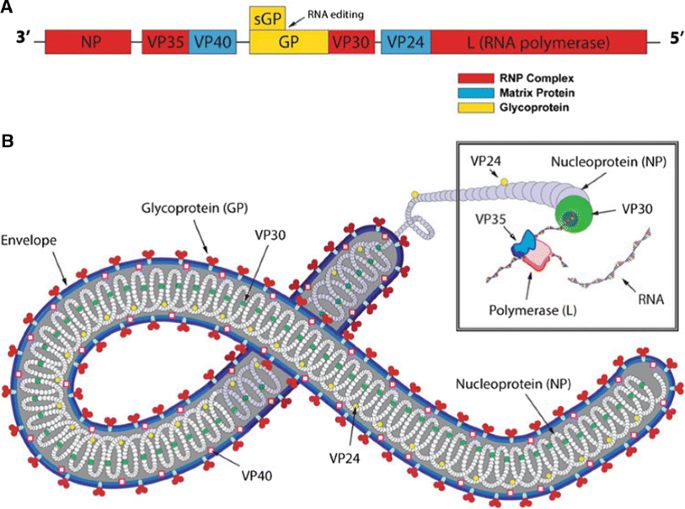 Рнк геномные вирусы. Строение РНК вируса. Двухцепочечные РНК вирусы. Структура РНК вирусов. Вирус Эбола структура.