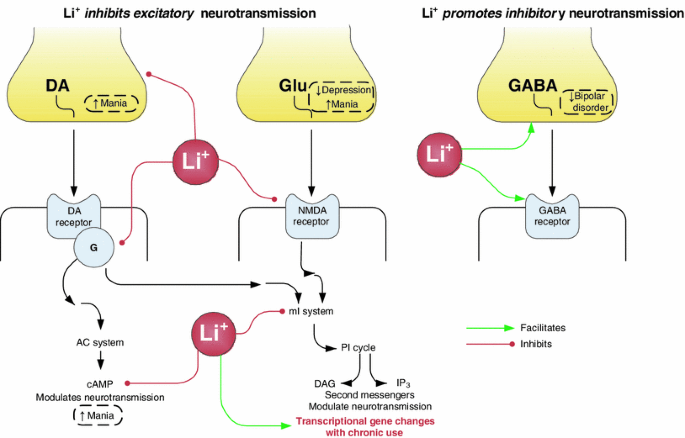 Potential Mechanisms Of Action Of Lithium In Bipolar Disorder Springerlink