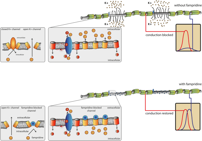 Restoring Axonal Function with 4-Aminopyridine: Clinical Efficacy in  Multiple Sclerosis and Beyond | SpringerLink