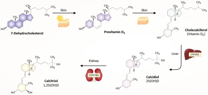 Nutrients Free Full Text Serum 25 Hydroxyvitamin D Concentrations Are Associated With Mental Health And Psychosocial Stress In Young Adults Html