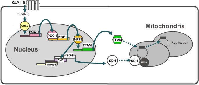 glp 1 diarrhea mechanism A Comprehensive Review of the Role of GLP-1 Agonists in Weight Management  and Their Effect on Metabolic Parameters Such as Blood Glucose,  Cholesterol, and Blood Pressure