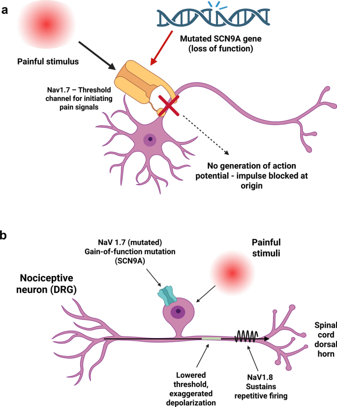 Scn9a Sodium Channel Inhibitors in Clinical Development for Pain Management ...