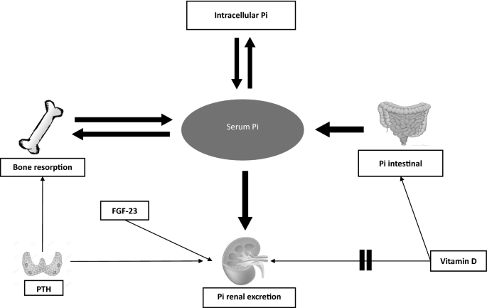 Drug Induced Hypophosphatemia Current Insights Springerlink