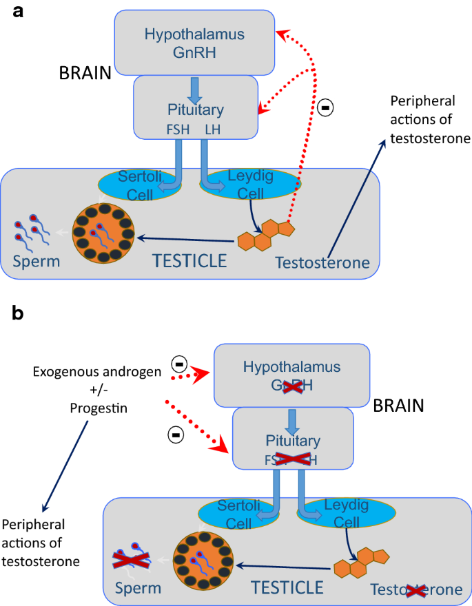 Recent Developments In Male Contraception Springerlink