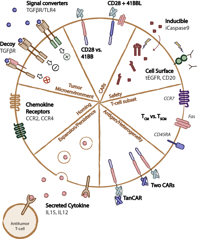 Engineering For Success Approaches To Improve Chimeric Antigen Receptor T Cell Therapy For Solid Tumors Springerlink Engineering For Success Approaches To Improve Chimeric Antigen Receptor T Cell Therapy For Solid Tumors Springerlink
