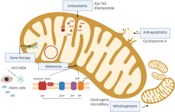 Therapeutic Options In Hereditary Optic Neuropathies Springerlink