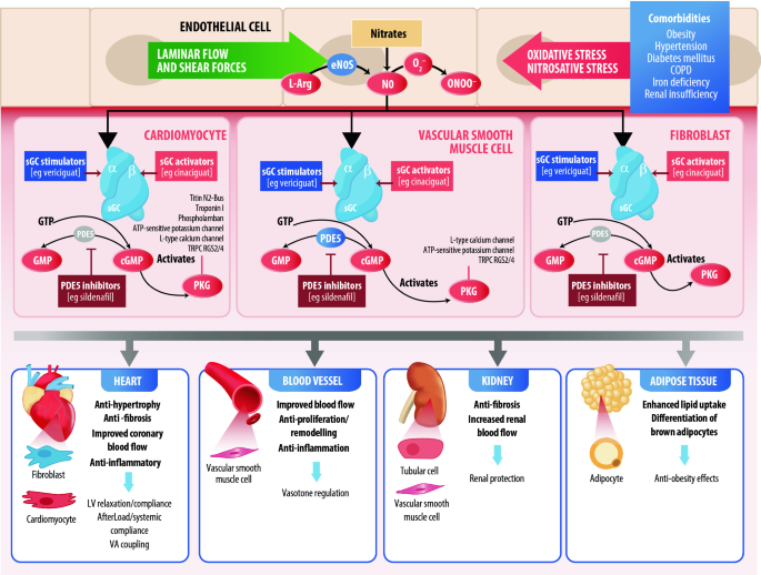 Drug Treatment Of Heart Failure With Reduced Ejection Fraction Defining The Role Of Vericiguat Springerlink