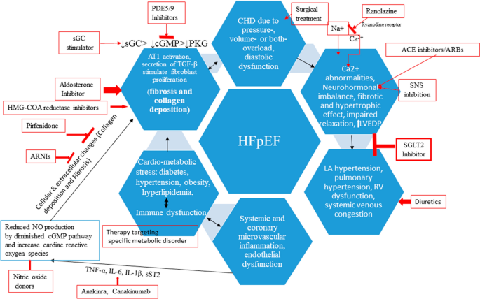 Physiogenex and Cardiomedex to present a new diabetic NASH HFpEF