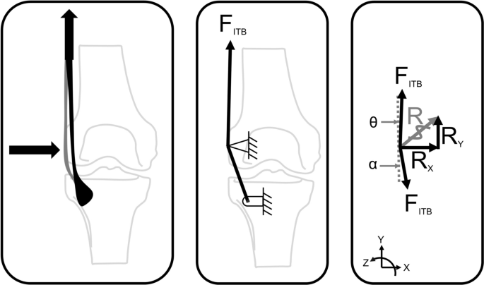 The Iliotibial Band: A Complex Structure with Versatile Functions