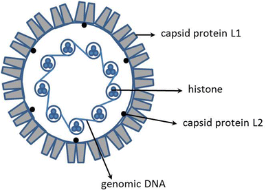 hpv virus cell structure