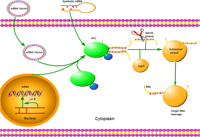 small interfering rna sirna drugs