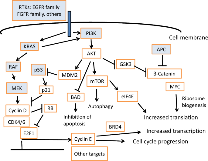 From PIK3CA Mutations to Rational PI3K Inhibition for the Treatment of ...