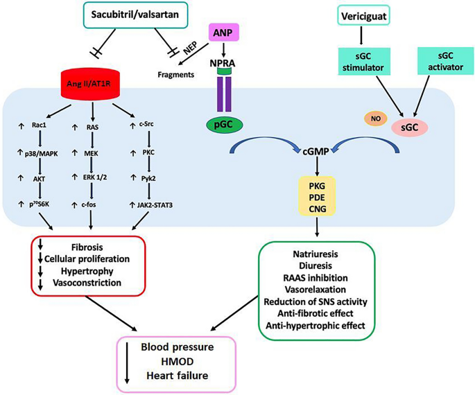 Targeting Cyclic Guanylate Monophosphate In Resistant Hypertension And Heart Failure Are Sacubitril Valsartan And Vericiguat Synergistic And Effective In Both Conditions Springerlink