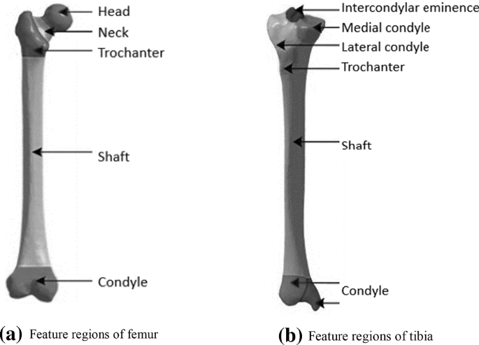 Bone volume, mineral density, mechanical rigidity and histology of the newly formed bone in the defect did not differ significantly between the prp treated and the control group, and no effect of prp upon bone formation was observed. Reconstruction Individual Three Dimensional Model Of Fractured Long Bone Based On Feature Points Springerlink