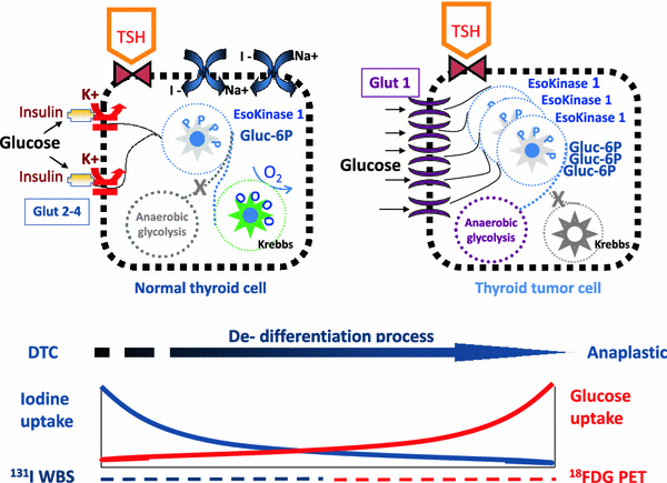 tøjlerne Skim Guvernør Cellular and molecular basis for thyroid cancer imaging in nuclear medicine  | SpringerLink