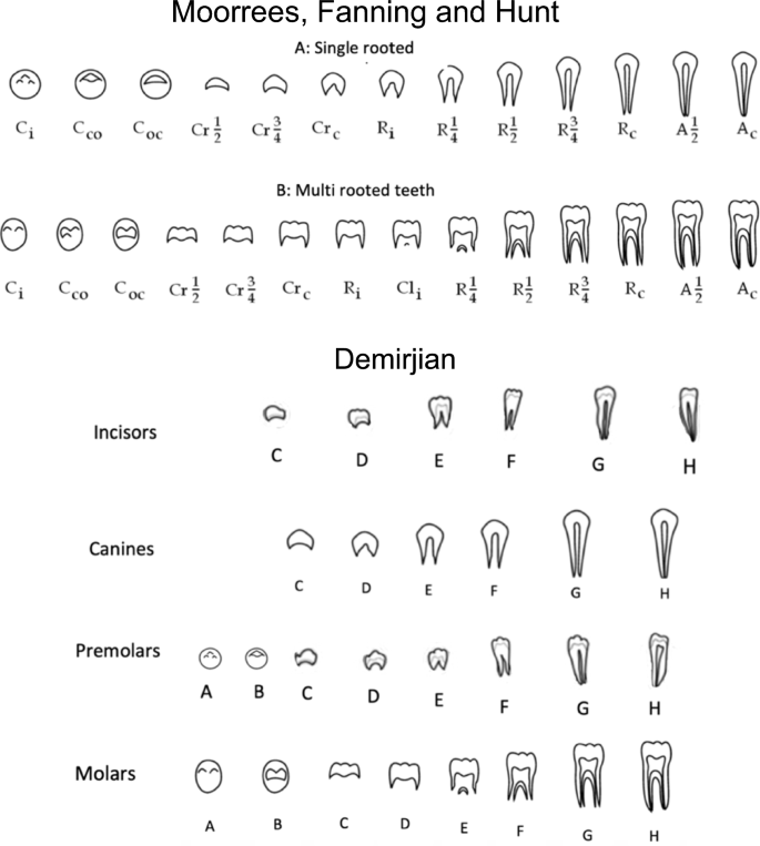 Symmetry in the developmental stages of permanent human teeth: a ...