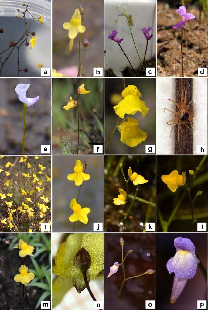 Insights on underestimated Lentibulariaceae diversity in northeastern  Brazil: new records and notes on distribution, diversity and endemism in  the family | SpringerLink