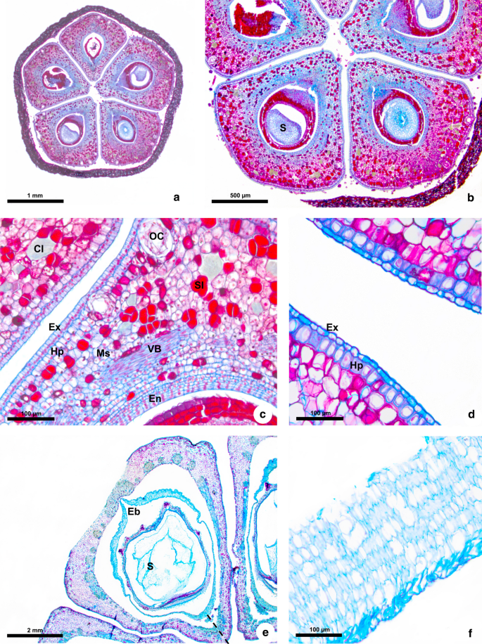 Revisiting pericarp structure, dehiscence and seed dispersal in