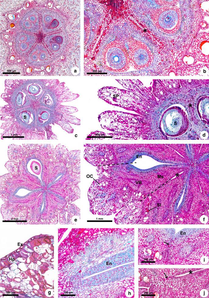 Revisiting pericarp structure, dehiscence and seed dispersal in