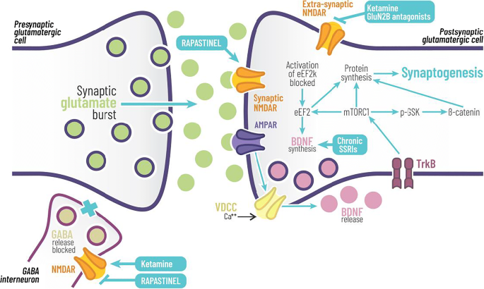 SciELO - Brazil - Does mismatch negativity have utility for NMDA receptor  drug development in depression? Does mismatch negativity have utility for  NMDA receptor drug development in depression?