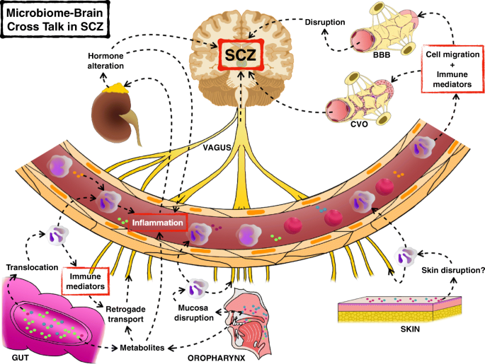 Schizophrenia and obesity: May the gut microbiota serve as a link for the  pathogenesis? - Wu - 2023 - iMeta - Wiley Online Library