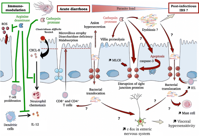 giardiasis pathogenesis