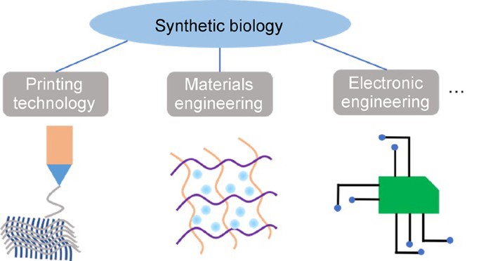 Combination of versatile platforms for the development of synthetic biology  | SpringerLink