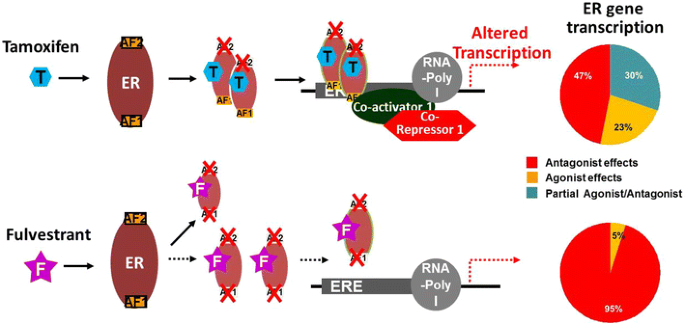 A Review of Fulvestrant in Breast Cancer | SpringerLink