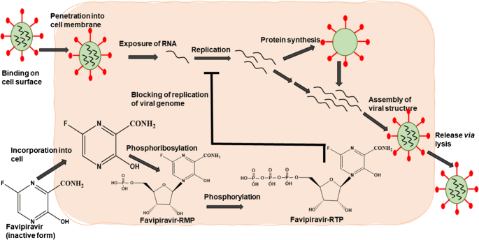 Efficacy And Safety Of New And Emerging Drugs For Covid 19 Favipiravir And Dexamethasone Springerlink