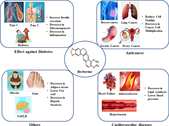 Therapeutic Application of Berberine: a Consolidated Review | Current  Pharmacology Reports