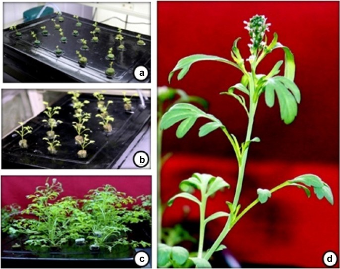 A Simple Inexpensive Scalable And Low Maintenance Hydroponics System For Growing Halophyte Lepidium Sativum L Brassicaceae Ideal For Manipulating Salt Stress And Inferring Gene Expression Levels Springerlink